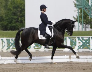 dressage