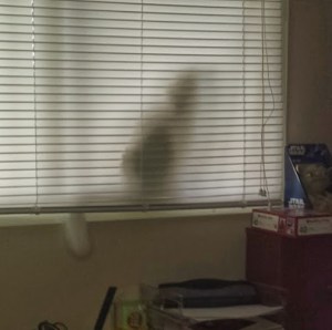 Closing the blind doesn't keep Fiona away from her favourite window perch.