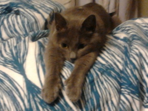 Yes, hooman, it is that bad, now fetch me my mousie!