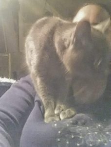 V boob-stomping the Intransigent One