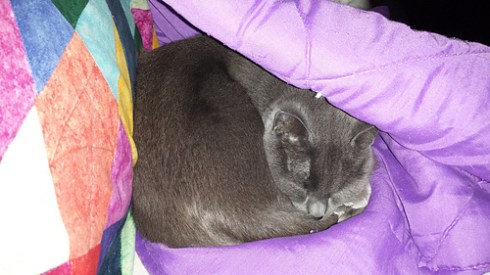little grey cat snuggled under a purple blanket