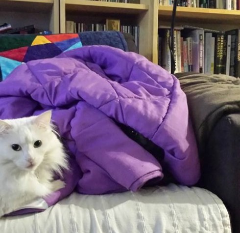 Can you find the grey kitty?