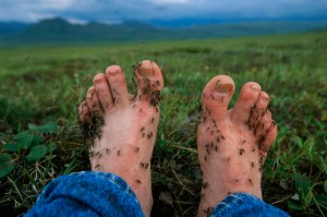 Feet covered with mosquitoes, Alaska's North Slope area.