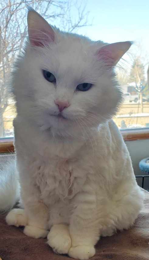 Fiona, a white cat, sitting beside a sunlit window.
